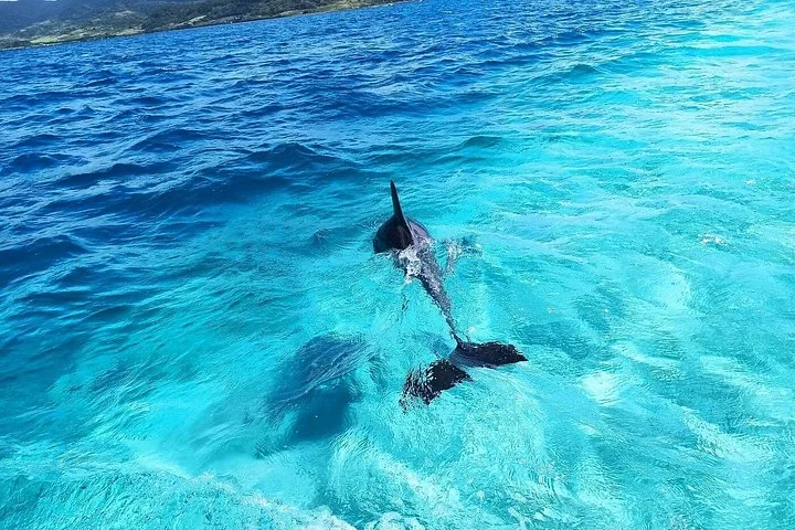 Delfines nadando justo bajo la superficie en aguas azules y cristalinas del océano.